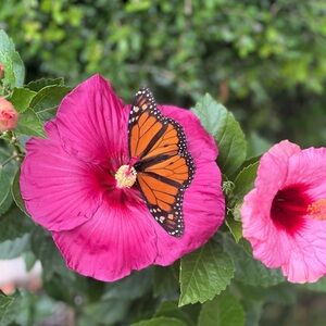 Meet your Posher, Traci